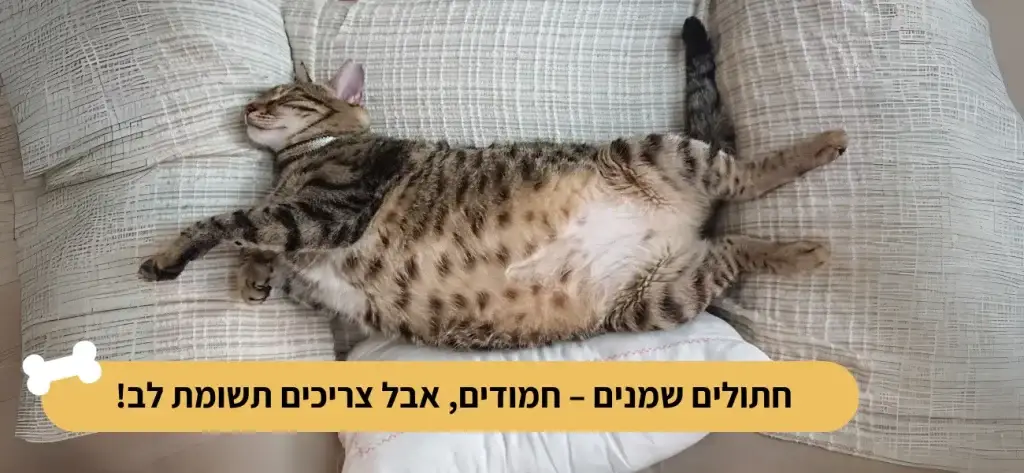 חתולים שמנים – דוג פיקס